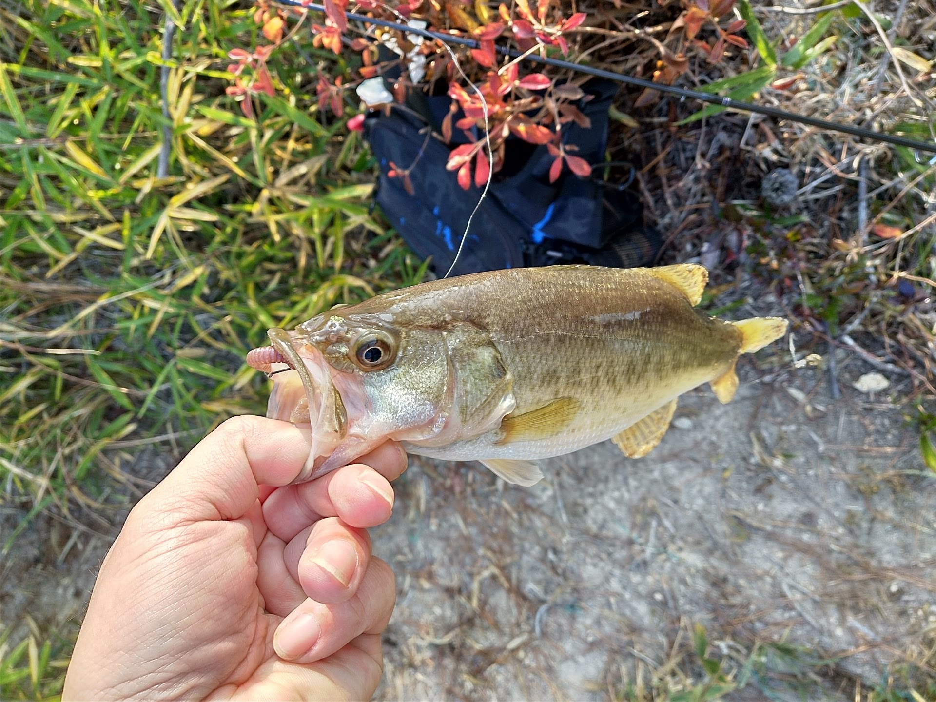 ブラックバスが釣れた
